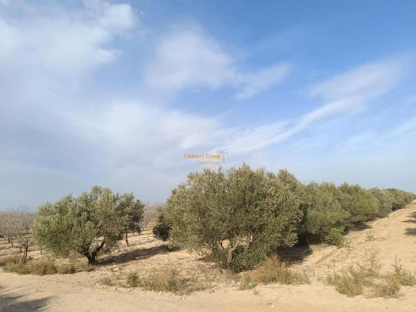 Terreno en La Marina