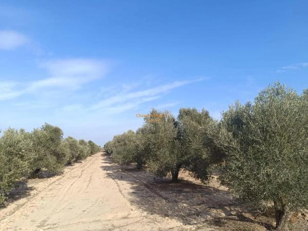 Terreno en La Marina