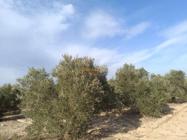 Terreno en La Marina