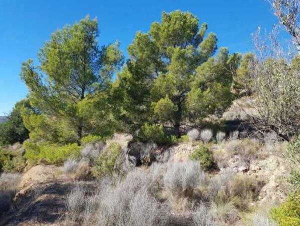 Terreno en plaza Foya del Cac