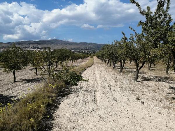 Terreno en calle Tibi