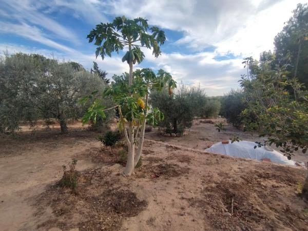 Terreno en abedul s/n