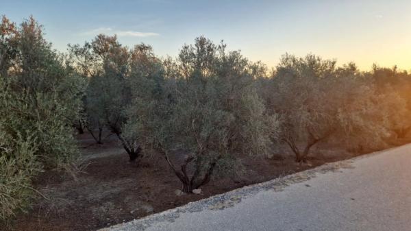 Terreno en Dolores s/n PartidaCebadas