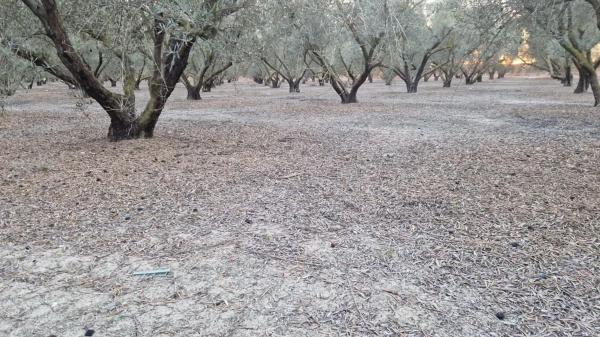 Terreno en Dolores s/n PartidaCebadas