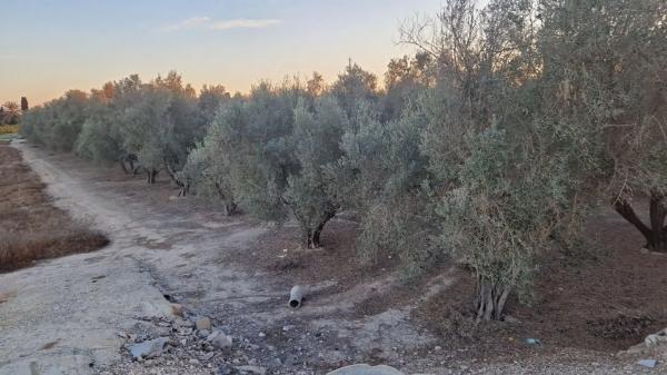 Terreno en Dolores s/n PartidaCebadas