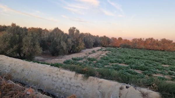 Terreno en Dolores s/n PartidaCebadas