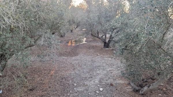 Terreno en Dolores s/n PartidaCebadas