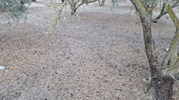 Terreno en Dolores s/n PartidaCebadas