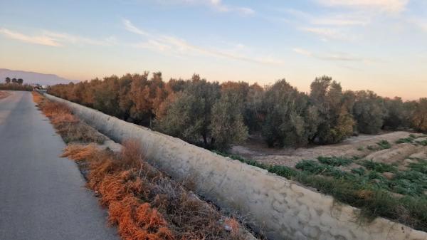 Terreno en Dolores s/n PartidaCebadas