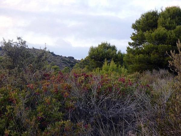 Terreno en via Pista