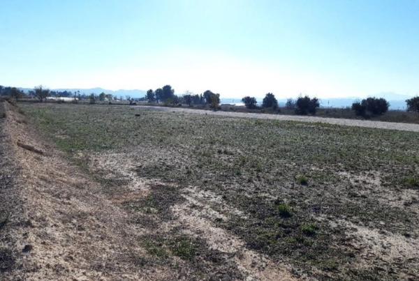 Terreno en Monforte del Cid