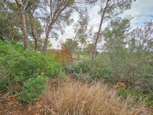 Terreno en La Granadella - Costa Nova