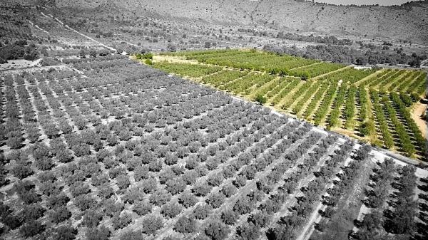 Terreno en Partida la Solana