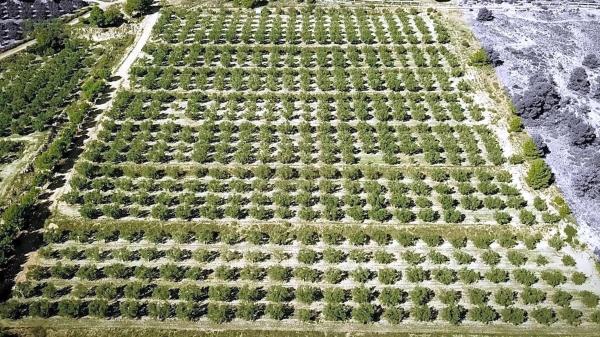 Terreno en Partida la Solana