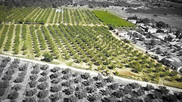 Terreno en Partida la Solana