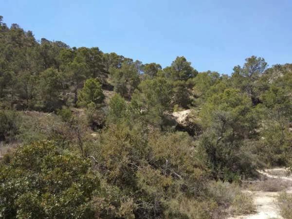 Terreno en Polígono 26 s/n