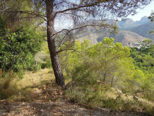 Terreno en Partida el Riquet