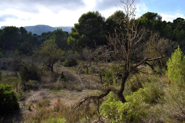 Terreno en Partida Terrasala
