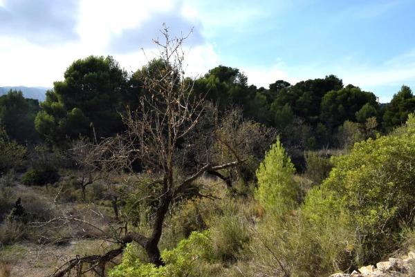Terreno en Partida Terrasala