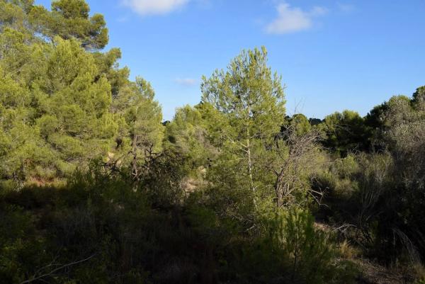 Terreno en Partida Terrasala