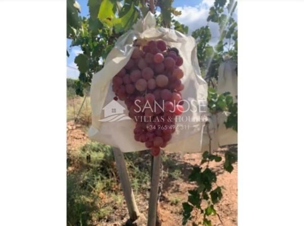 Terreno en Monforte del Cid