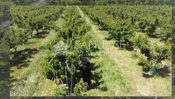 Terreno en Monforte del Cid