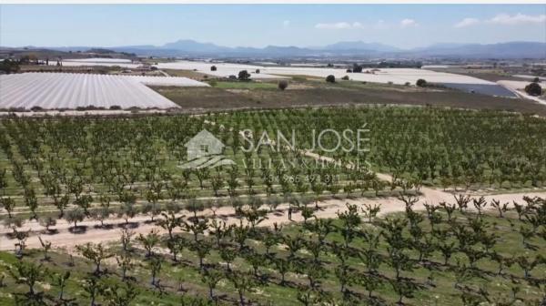 Terreno en Monforte del Cid