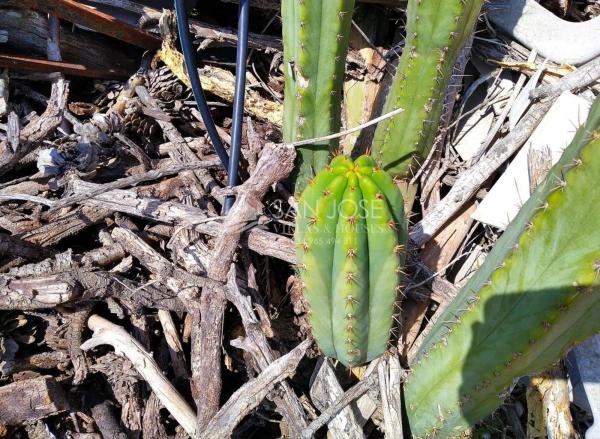 Terreno en El Altet - Balsares