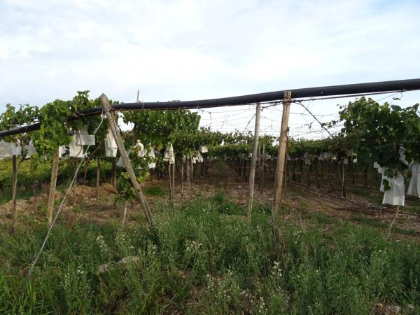 Terreno en Pedanías Oeste