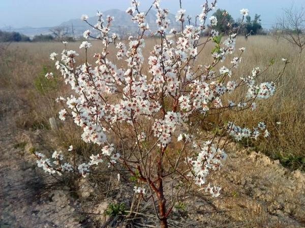 Terreno en Pedanías Oeste