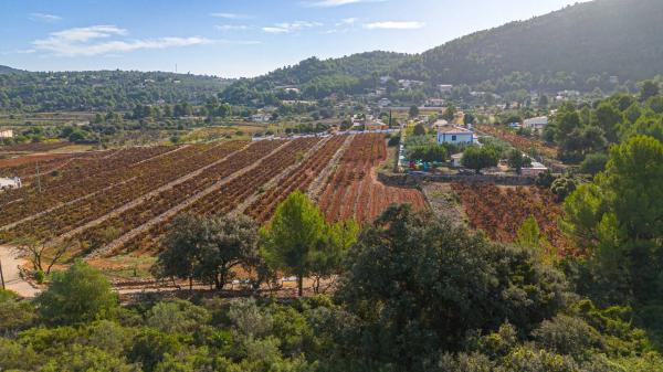 Terreno en camino la Cuta, 8