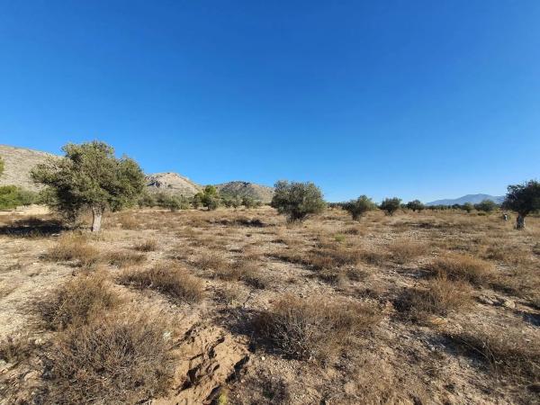 Terreno en calle a-W