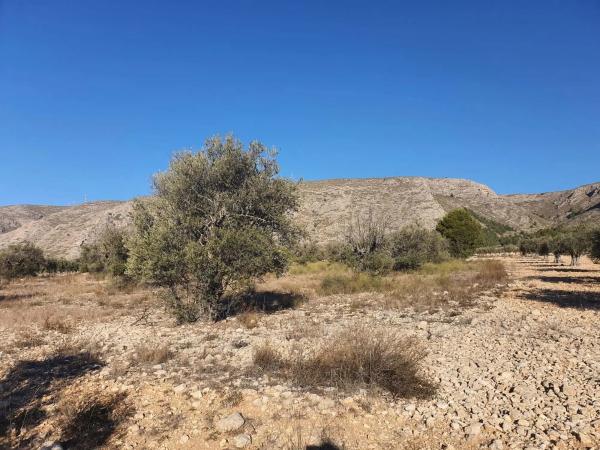 Terreno en calle a-W