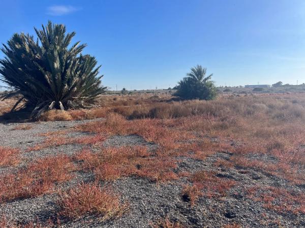 Terreno en Partida Altet, 2125