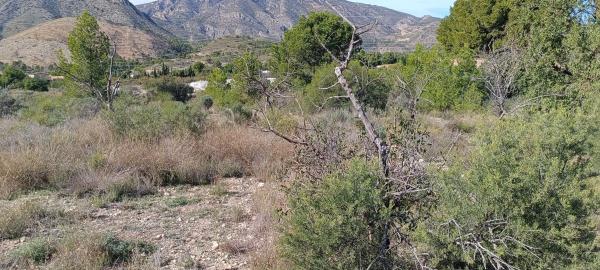 Terreno en Partida de la Fuente, 19