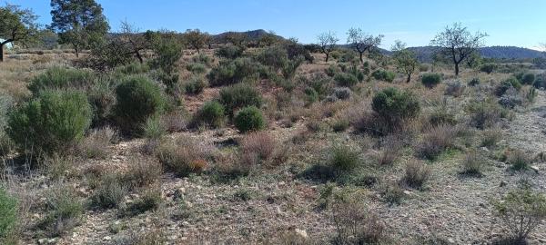 Terreno en Partida de la Fuente, 19