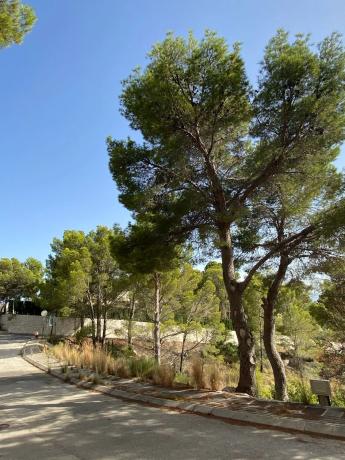 Terreno en calle Corniola, 1