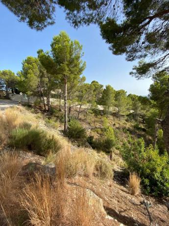 Terreno en calle Corniola, 1