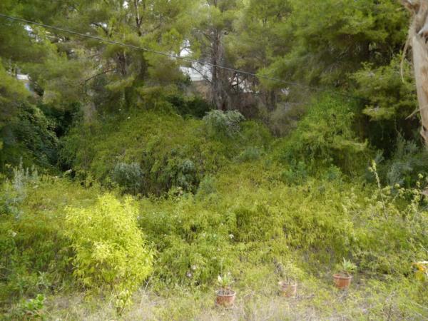 Terreno en Cala Advocat - Baladrar