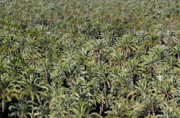 Terreno en Partida Perleta