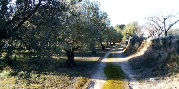 Terreno en calle Planes s/n