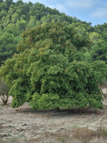 Terreno en via sense nom, km 8