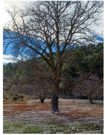 Terreno en via sense nom, km 8