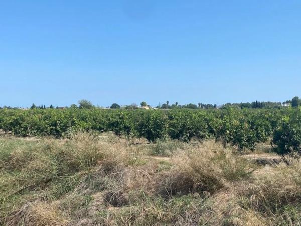 Terreno en Callosa de Segura