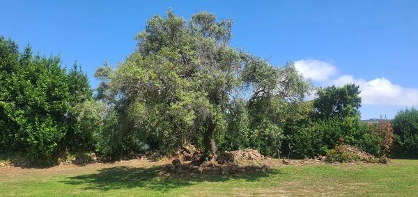 Terreno en Esmelle s/n Sn