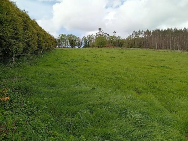 Terreno en Lugar de Seixas s/n