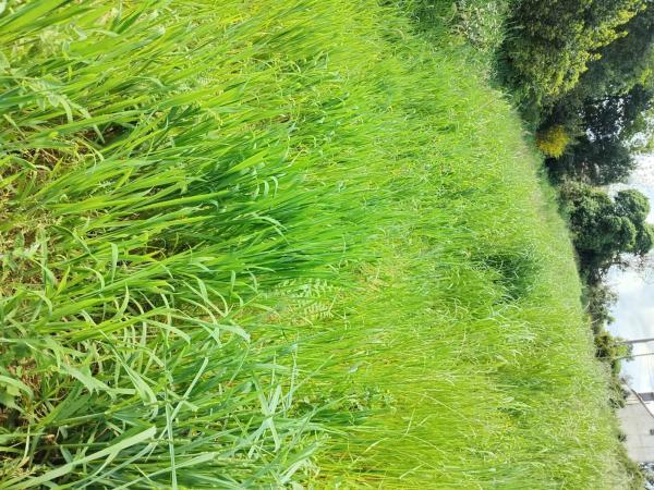 Terreno en Campelo, 2