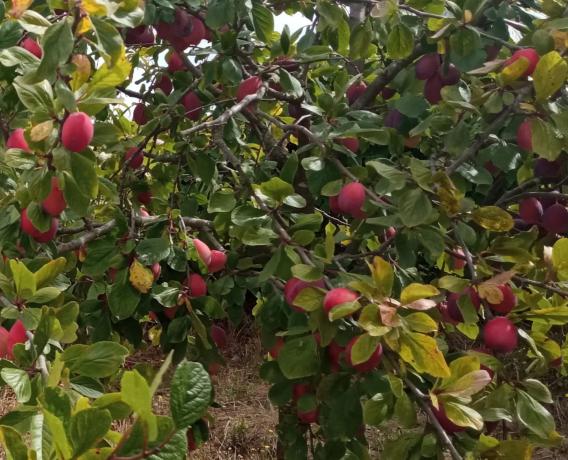 Terreno en camino Campaíña, 153