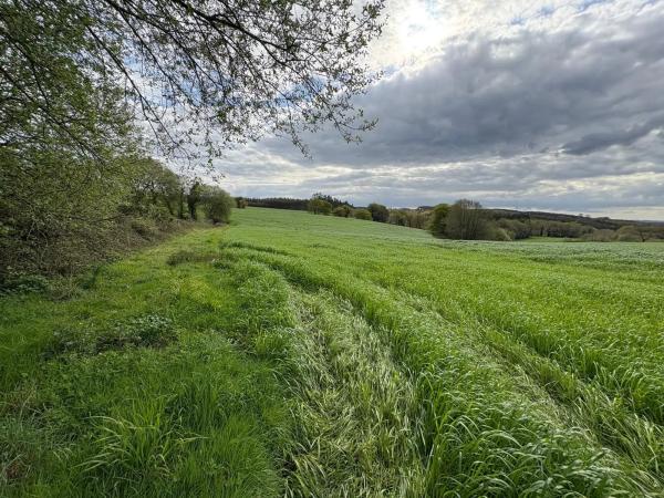 Terreno en Lugar Carballido, Dodro s/n LugarCarballidoDodro