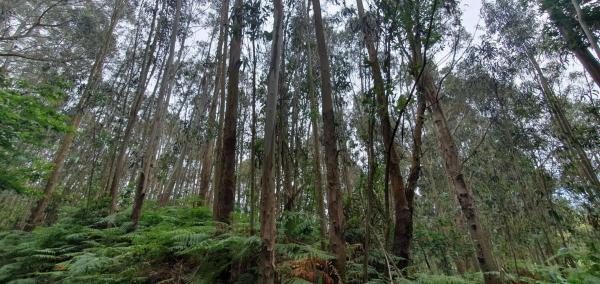 Terreno en Castelo De Arriba, 301